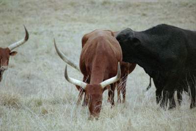 TEXAS LONGHORN4.JPG